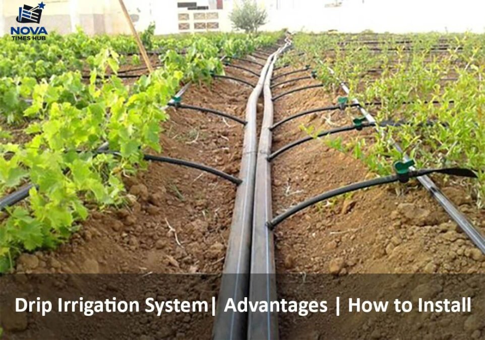 grow a garden script