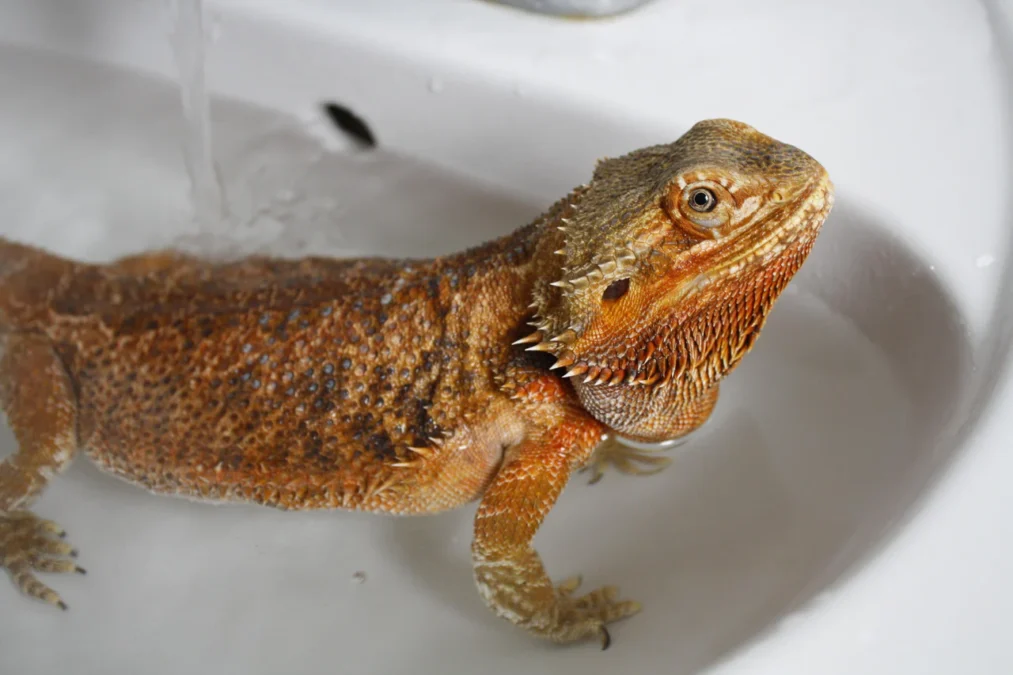 how long do bearded dragons live how long do bearded dragons live