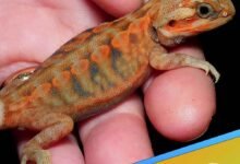how long do bearded dragons live