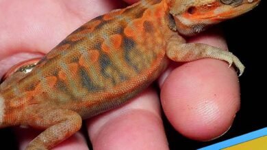 university of metaphysics vs university of metaphysical sciences how long do bearded dragons live