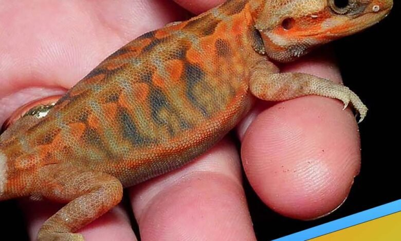 how long do bearded dragons live