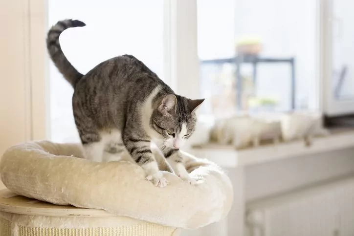 why do cats purr why do cats purr